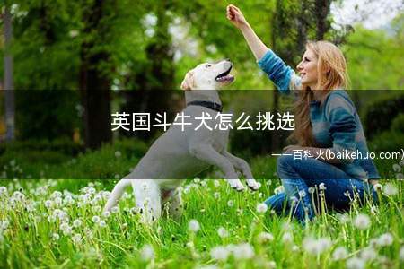 英国斗牛犬怎么挑选