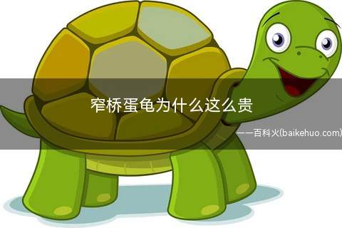 窄桥蛋龟为什么这么贵