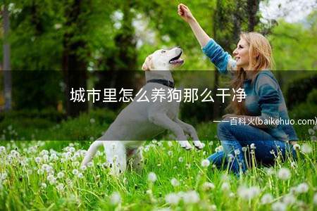 城市里怎么养狗那么干净