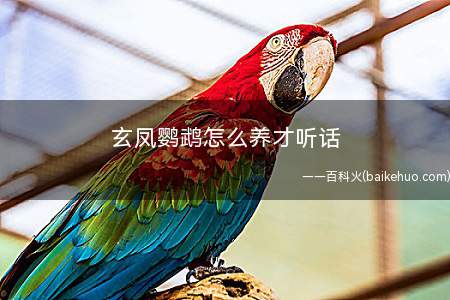 玄凤鹦鹉怎么养才听话