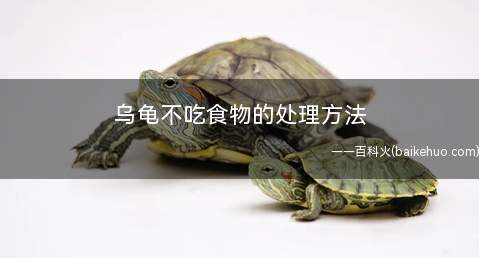 乌龟不吃食物的处理方法