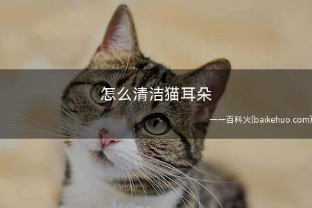 怎么清洁猫耳朵(如何清理猫咪耳道的时候)