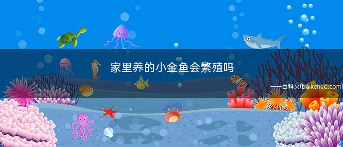 家里养的小金鱼会繁殖吗