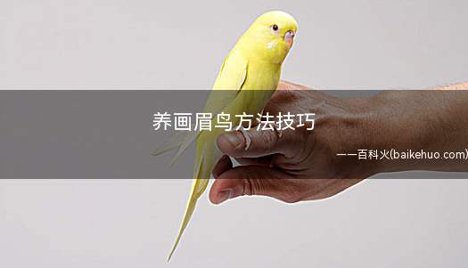 养画眉鸟方法技巧(画眉鸟的饲养技巧及注意事项)