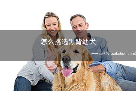 怎么挑选黑背幼犬(德牧天生宠主注意事项)