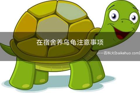 在宿舍养乌龟注意事项(夏天饲养小乌龟要做好防暑降温工作)