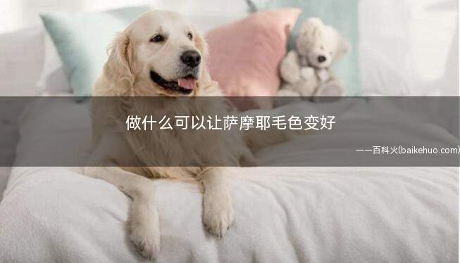 做什么可以让萨摩耶毛色变好(宠物营养品进行食补的方法)