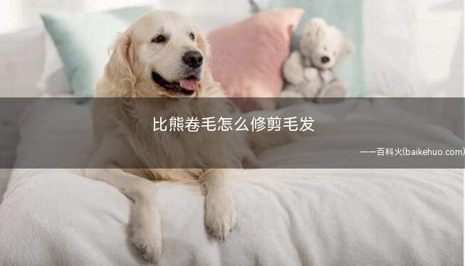 比熊卷毛怎么修剪毛发(比熊犬怎么修剪)