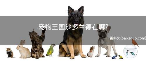宠物王国沙多兰德在哪(宠物王国抓沙多兰德在郊外森林抓)