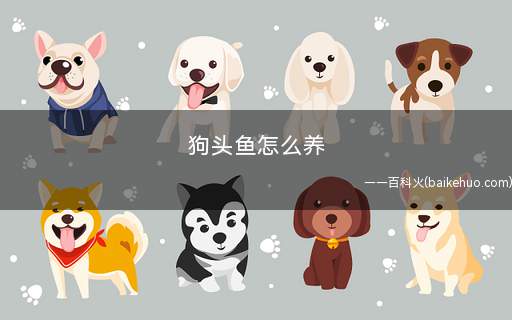 狗头鱼怎么养(养狗头鱼的时候注意事项)