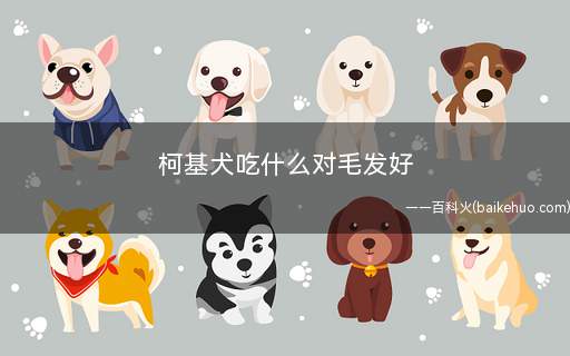 柯基犬吃什么对毛发好