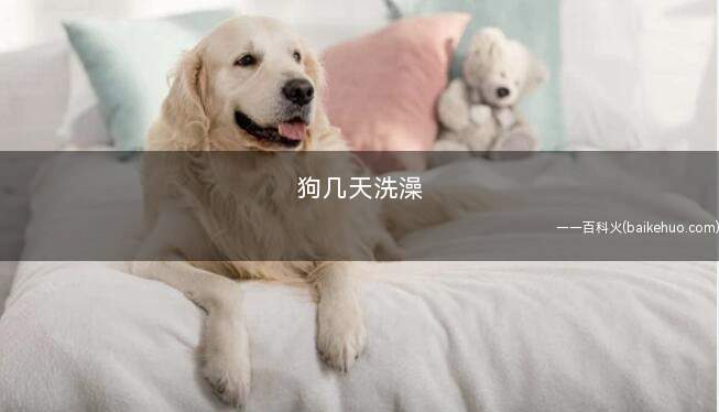 狗几天洗澡