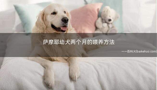 萨摩耶幼犬两个月的喂养方法(断奶犬粮喂养注意事项)