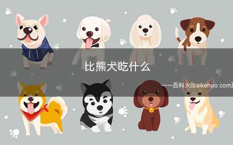 比熊犬吃什么(小比熊犬的营养价值)