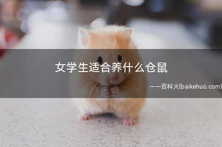 女学生适合养什么仓鼠