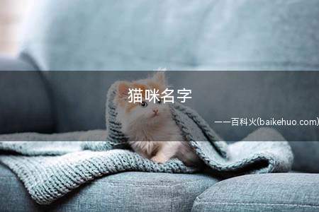 猫咪名字(猫咪起名有哪些好用的名字)