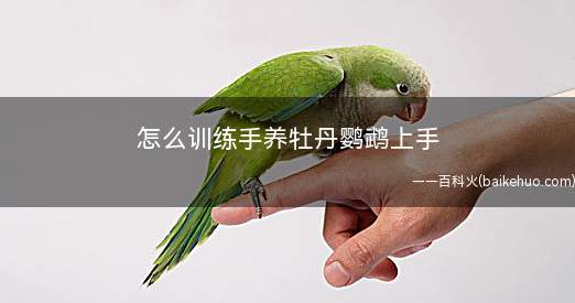 怎么训练手养牡丹鹦鹉上手