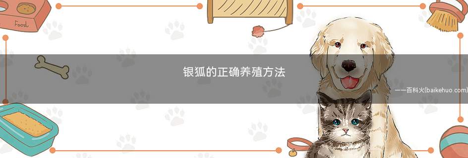 银狐的正确养殖方法(夏天要注意降温!)