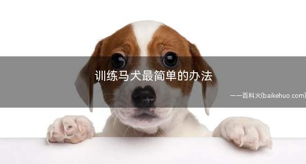 训练马犬最简单的办法(马犬的学习方法)