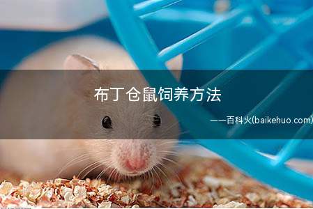 布丁仓鼠饲养方法