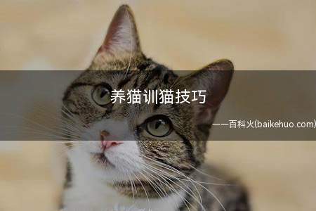 养猫训猫技巧(如何改变猫咪昼伏夜出的习惯)