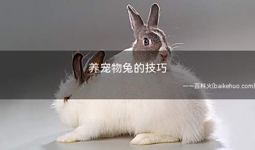 养宠物兔的技巧