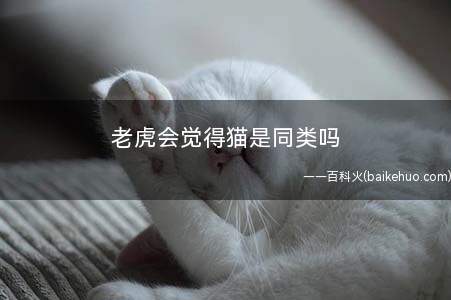 老虎会觉得猫是同类吗(老虎和猫咪有什么区别)