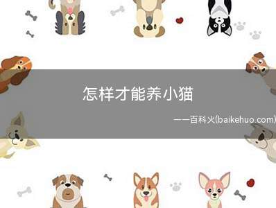 怎样才能养小猫(新出生的小猫咪最好吃母乳)