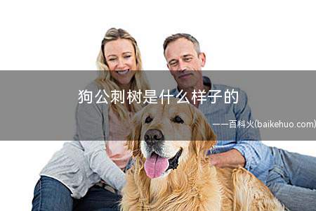 狗公刺树是什么样子的
