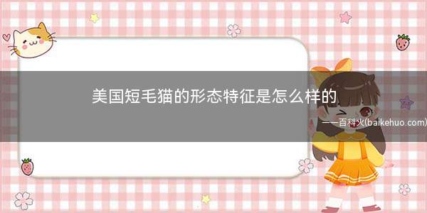 美国短毛猫的形态特征是怎么样的