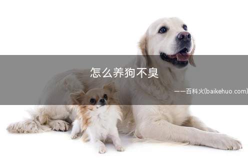 怎么养狗不臭(给狗狗清洁卫生怎么办)