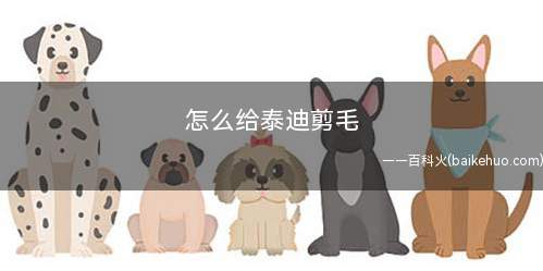 怎么给泰迪剪毛