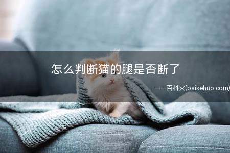 怎么判断猫的腿是否断了(骨折时会有程度不同的疼痛和压痛)