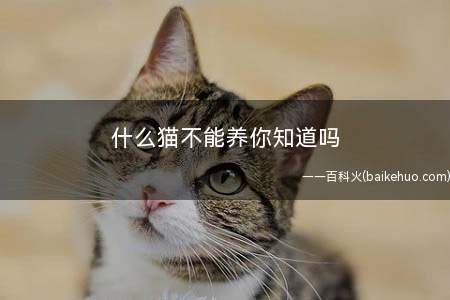 什么猫不能养你知道吗