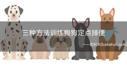 三种方法训练狗狗定点排便(狗狗排便欲望的常见时机)