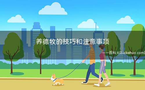 养德牧的技巧和注意事项(德牧幼犬的喂养要注意少食多餐原则)