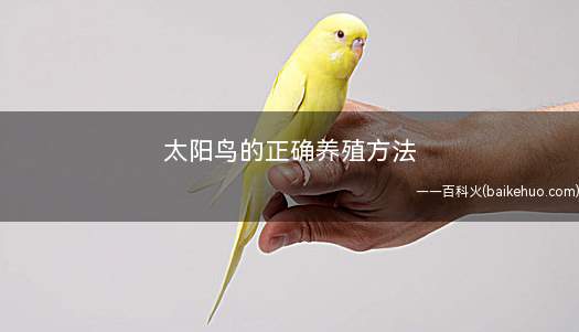 太阳鸟的正确养殖方法(林缘疏林、灌丛、林间空地和溪流沿岸等开阔地方)