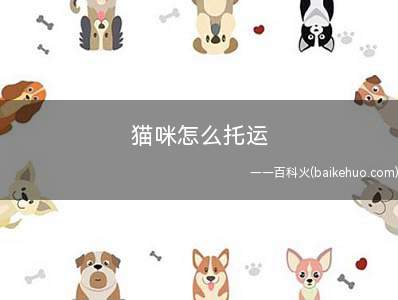 猫咪怎么托运(塑胶航空箱的有效期是多少)