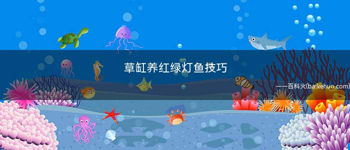 草缸养红绿灯鱼技巧(新水和鱼缸里的水保持一样的温度)