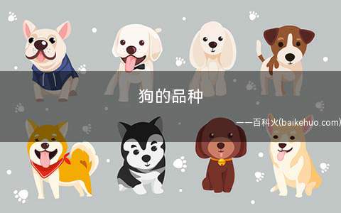狗的品种(比熊犬和哈士奇犬有什么区别)