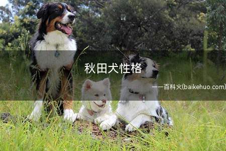 秋田犬性格(秋田犬的性格和其他)