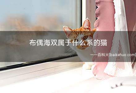 布偶海双属于什么系的猫(家养宠物猫的特点有哪些)