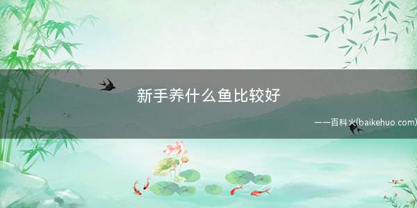 新手养什么鱼比较好(新手养鱼需要注意什么)