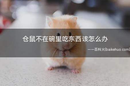 仓鼠不在碗里吃东西该怎么办(幼年仓鼠为什么不吃东西)