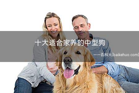 十大适合家养的中型狗(10种适合家养的宠物狗)