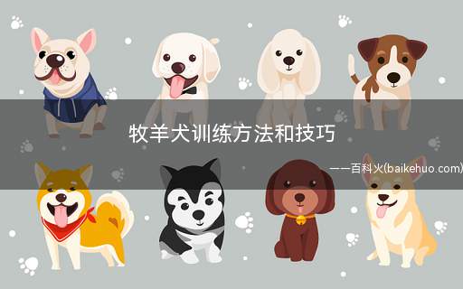 牧羊犬训练方法和技巧