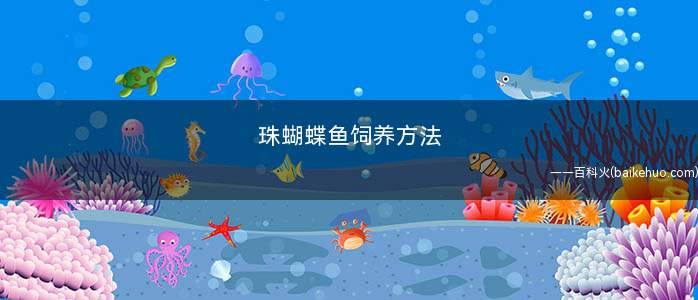 珠蝴蝶鱼饲养方法
