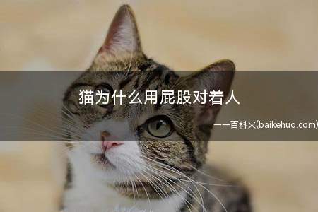 猫为什么用屁股对着人