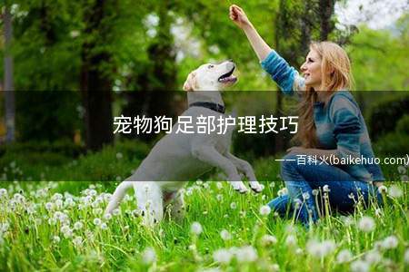 宠物狗足部护理技巧