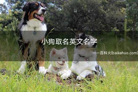 小狗取名英文名字(2019年12月14日星期三)